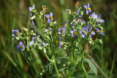 Exacum pedunculatum